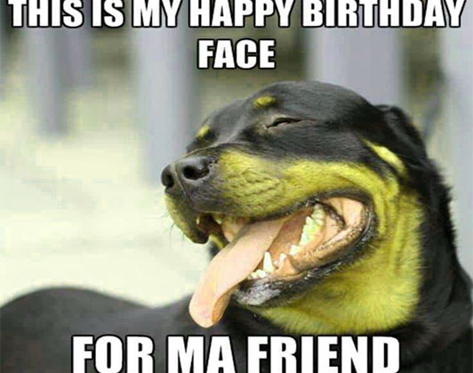 15 + Super-Relatable Happy Birthday Dog Memes Of (2022) | Kent Info